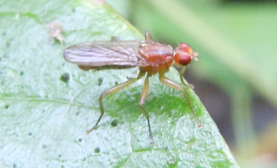 Scathophagidae ?  S  (cfr. Norellia spinipes)